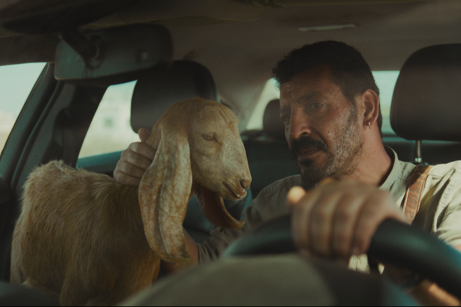 Kadr z filmu "Qaher". Mężczyzna prowadzi samochód. Obok niego na siedzeniu pasażera siedzi koza.
